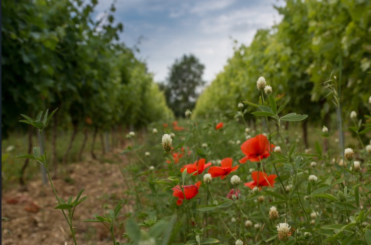 La suppression de l’Agence Bio 