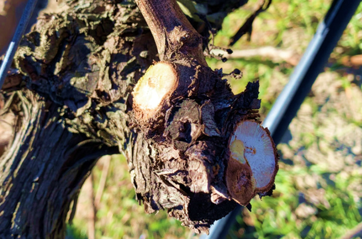L’Association des Coursons en Colère demande la fin de la taille mutilante des vignes