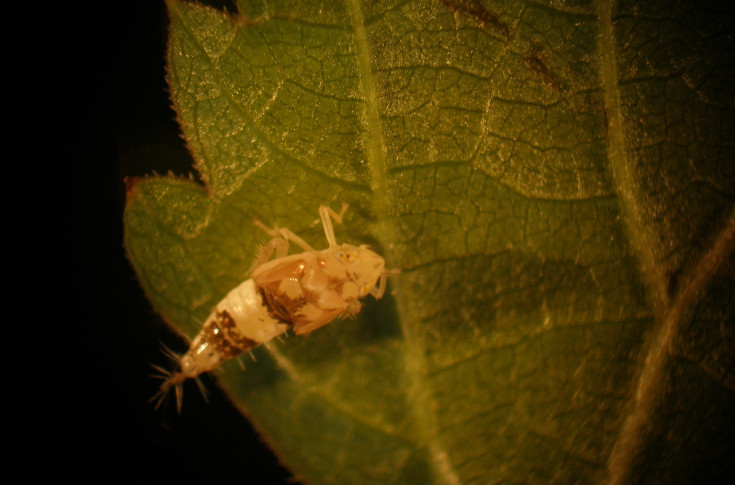 1ère alternative au Pyrévert en vignes bio contre la cicadelle de la flavescence dorée