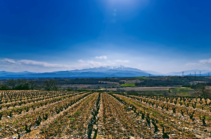 La Martiniquaise rachète les Vignes du Vent ? 