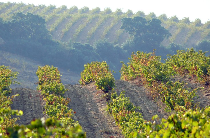 Le biochar ne sauvera pas la viticulture