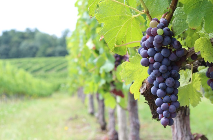 Résistantes au mildiou ou au climat, les nouvelles vignes ont aussi du potentiel œnologique