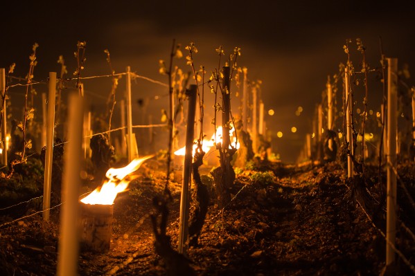 Ticket d’entrée réduit à l’assurance contre le gel