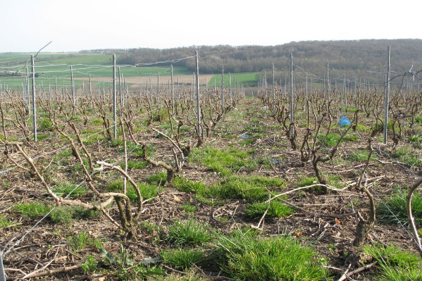 La vigne perd un herbicide : Pledge/Rami