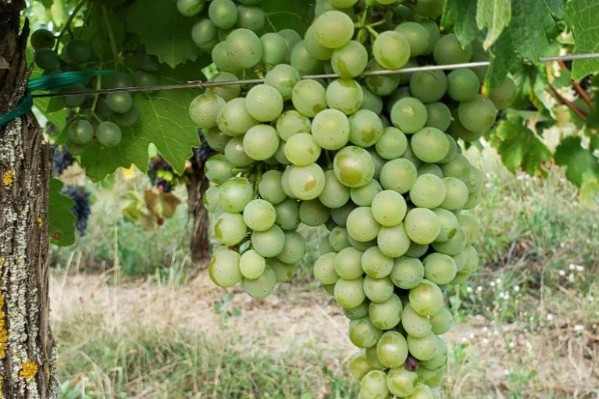 Un nouveau cépage résistant pour réduire de 80 à 90 % les fongicides dans le vignoble
