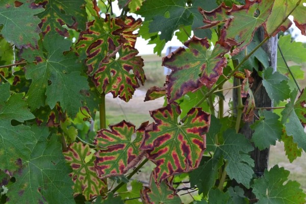 Les maladies du bois au plus haut dans les vignes d'Alsace