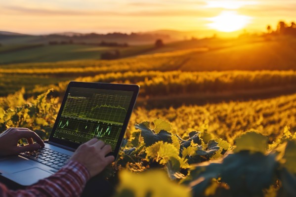 4 démonstrateurs pour adapter le vignoble au changement climatique