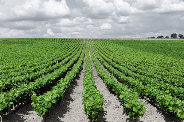 La pépinière viticole sonnée par l'interdiction de l'herbicide Pledge/Rami