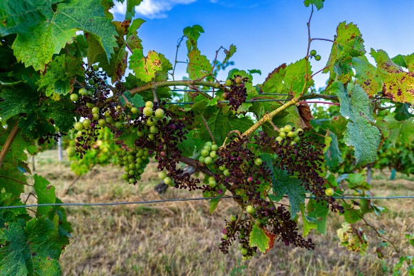 'Sauf exceptions, le mildiou résiste à tous les modes d’action des fongicides'
