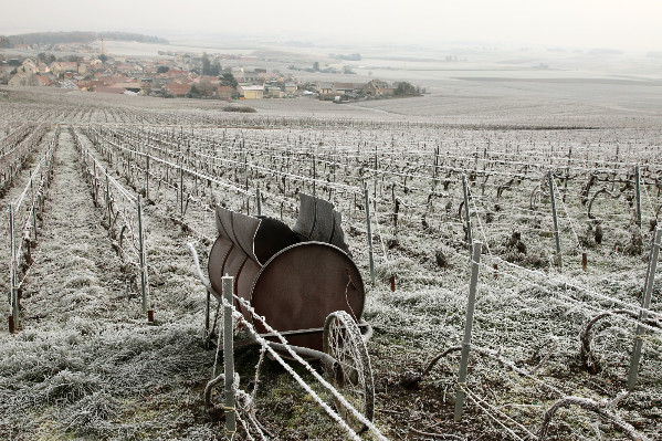 Division vigneronne en pleine Champagne électorale
