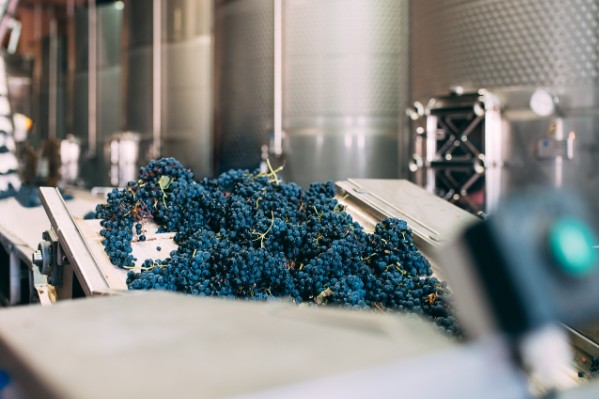 Quelles levures et bactéries dans le vin de demain