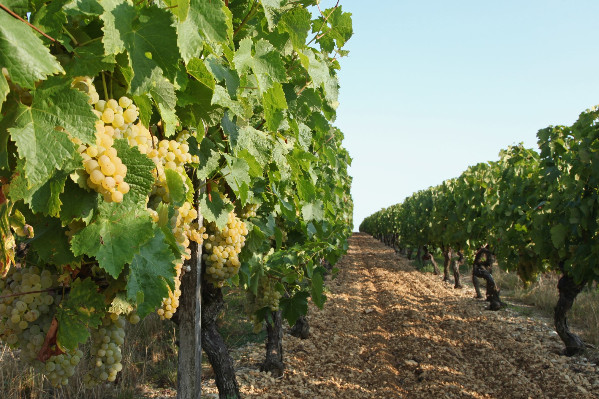 Arracher des vignes pour bonifier son rendement AOC
