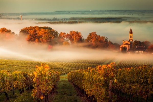 Des cépages anciens pour le futur vignoble de Bordeaux