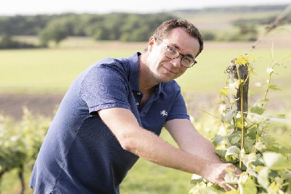 Plus de 4 kg/ha de cuivre sans sauver la vendange, un plafond qui pénalise en bio