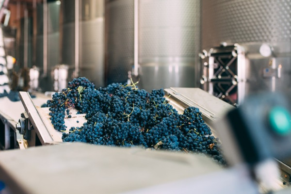 Pinpointing the yeast and bacteria in tomorrow’s wines