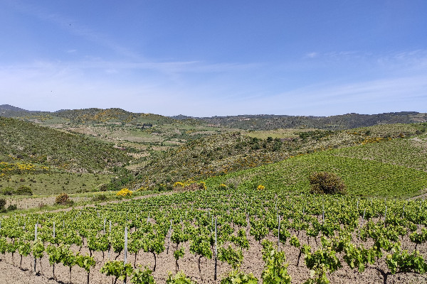 Les vignerons occitans prennent la crise de plein fouet