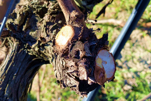 L’Association des Coursons en Colère demande la fin de la taille mutilante des vignes