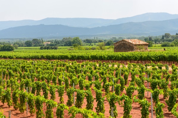 La Provence veut expérimenter en vigne AOC sur le rognage, la hauteur du tronc…