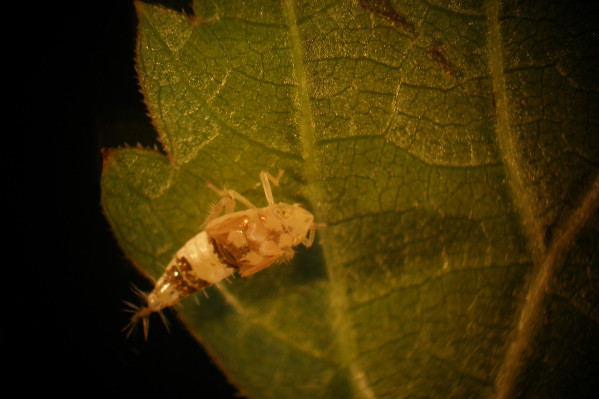 1ère alternative au Pyrévert en vignes bio contre la cicadelle de la flavescence dorée