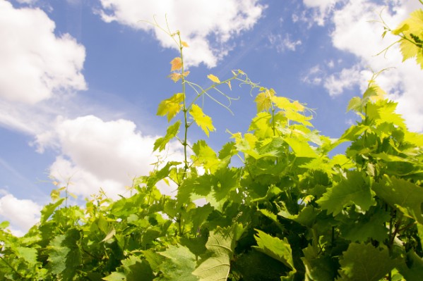 6 nouveaux cépages pour les vins de l'AOC Touraine