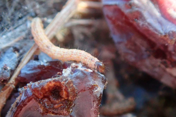 2 programmes pour chercher, et lutter, contre cryptoblabes dans le vignoble