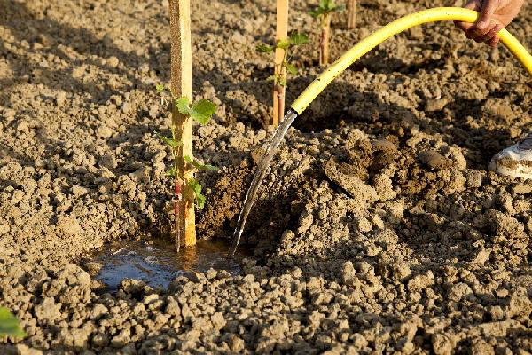 Les bons réflexes en cas d’échec de plantations de vignes