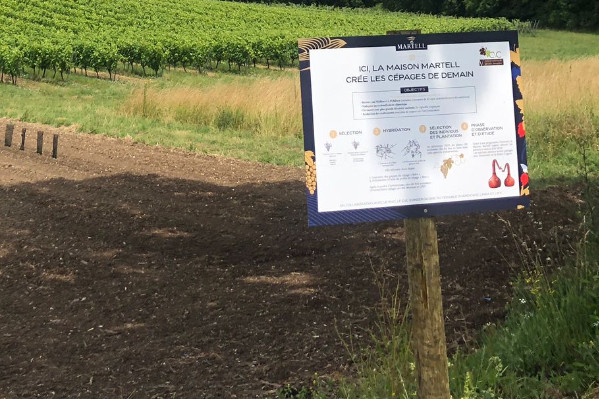 L’ugni blanc de demain ? 20 cépages en lice pour réduire les phytos et maintenir la typicité !