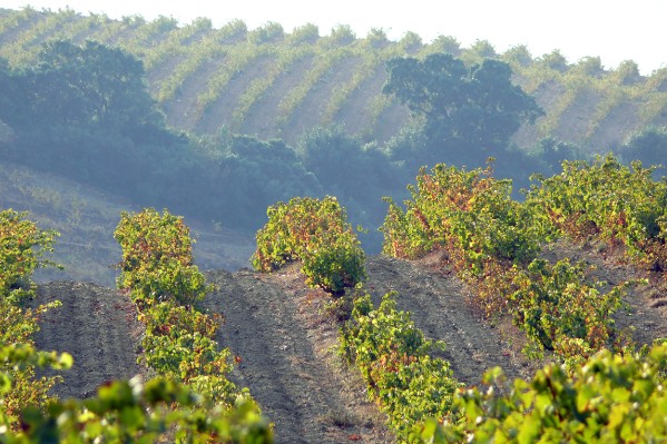 Le biochar ne sauvera pas la viticulture