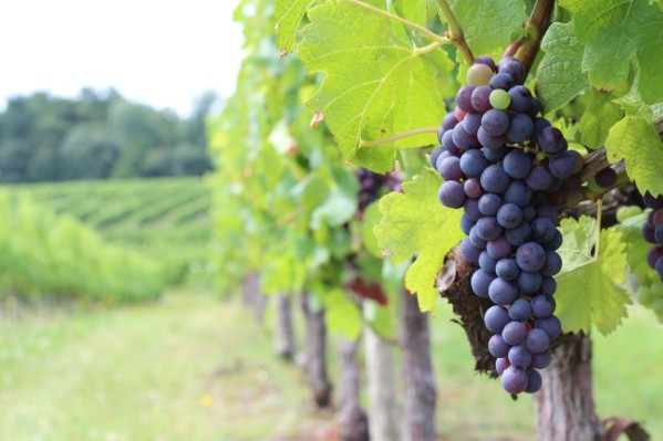 Résistantes au mildiou ou au climat, les nouvelles vignes ont aussi du potentiel œnologique
