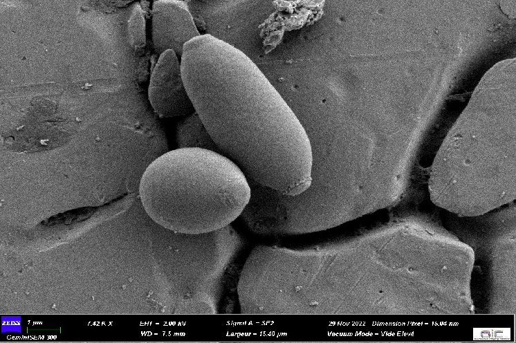 Millésime à Brett : mythe ou réalité ?