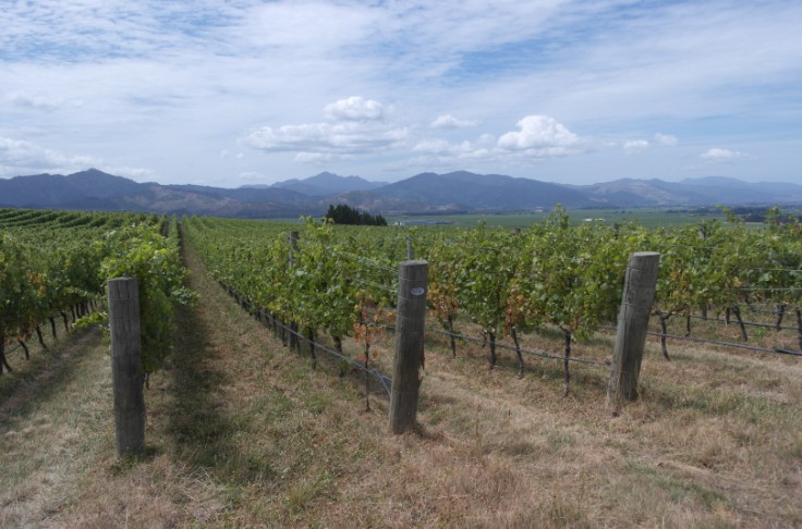 L'Inde s'ouvre aux vins néo-zélandais, ceux français s'impatientent