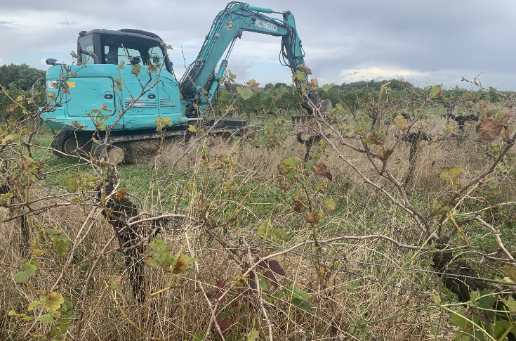 La Conf’ ne veut pas de prime à l’arrachage total des vignes bénéfique à 