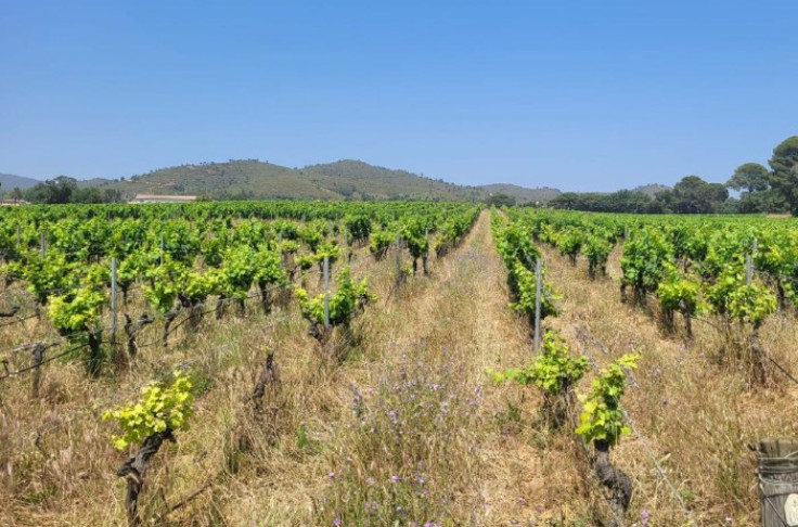Enjeux de rolle pour les vignes de Provence aux petits soins contre le court-noué