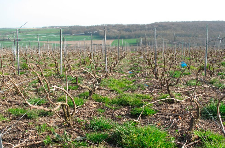 La vigne perd des glyphosates génériques : retrait du Crossover