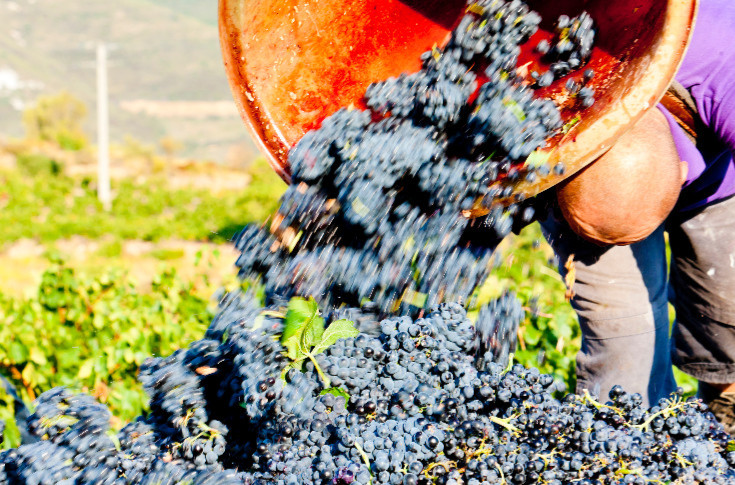 Le bilan financier de la viticulture décroche : EBE et revenus disponibles fondent en 2025