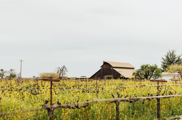 Les vins californiens contre l'importation de vrac avec la règle du 100 % d'origine américaine aux 
