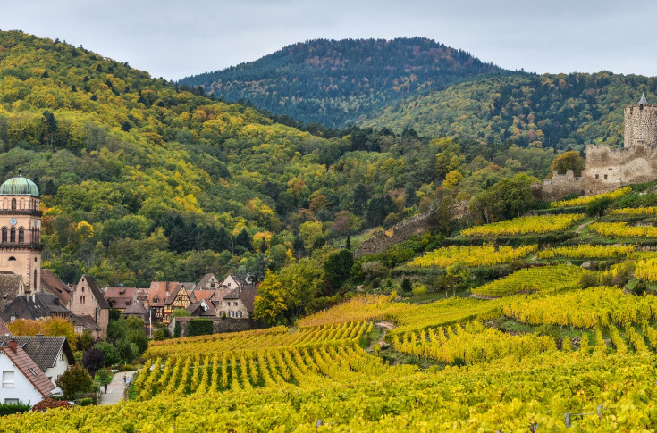 Nouvelle alerte à la flavescence dorée dans les vignes