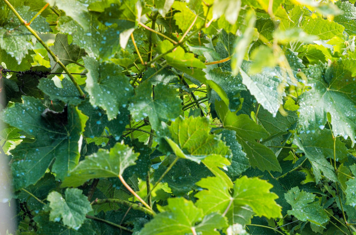 Et si la meilleure défense du cuivre dans les vignes était l’attaque en justice ?