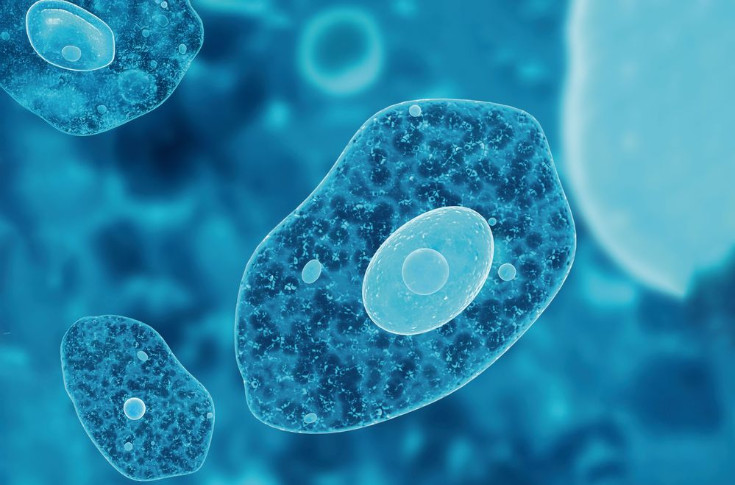 Lancement imminent de Tiagan à base de lysat d’amibe contre le mildiou et l’oïdium dans les vignes