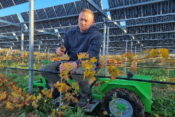 '20 % de mortalité en moins' L'agrivoltaïsme pour sauver les vignes méridionales