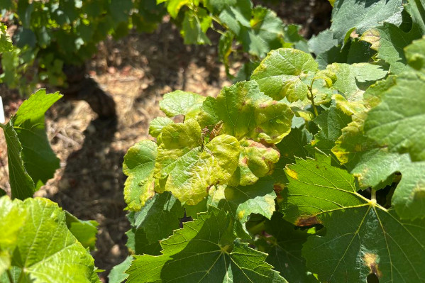 Contre le mildiou dans vos vignes 