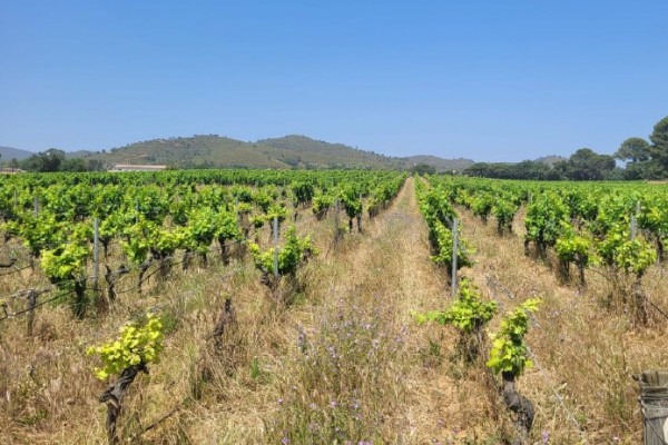 Enjeux de rolle pour les vignes de Provence aux petits soins contre le court-noué