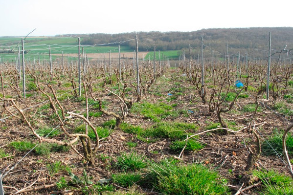 La vigne perd des glyphosates génériques : retrait du Crossover