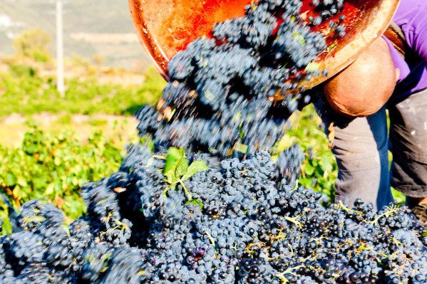 Le bilan financier de la viticulture décroche : EBE et revenus disponibles fondent en 2025