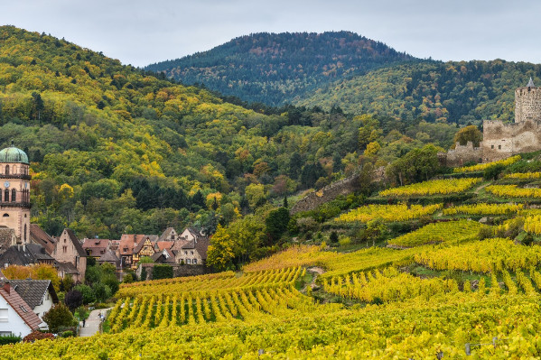 Nouvelle alerte à la flavescence dorée dans les vignes