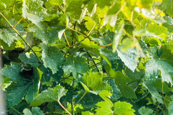 Et si la meilleure défense du cuivre dans les vignes était l’attaque en justice ?