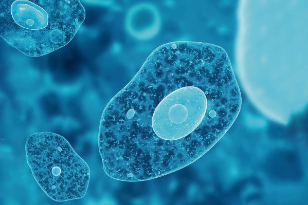 Lancement imminent de Tiagan à base de lysat d’amibe contre le mildiou et l’oïdium dans les vignes