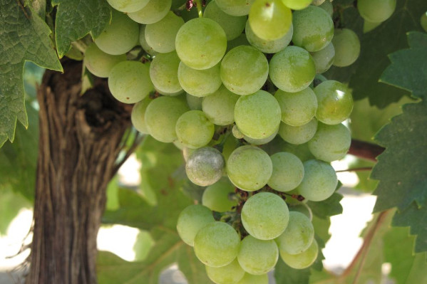 'Alternative au soufre et réduction du cuivre' : Esseva désormais autorisé contre le mildiou et l’oïdium en vigne