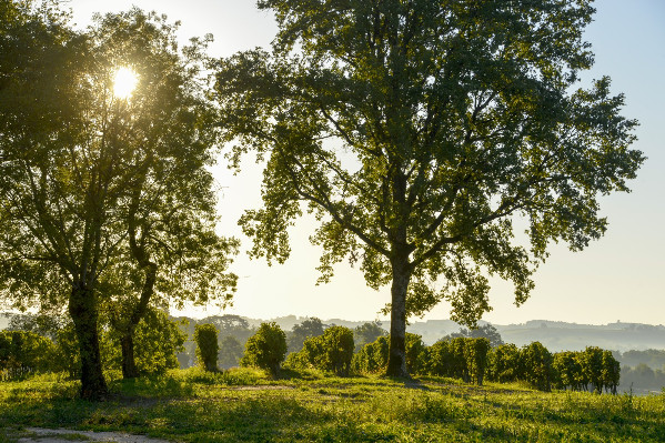 'Marché à deux vitesses' pour les vins Côtes de Gascogne