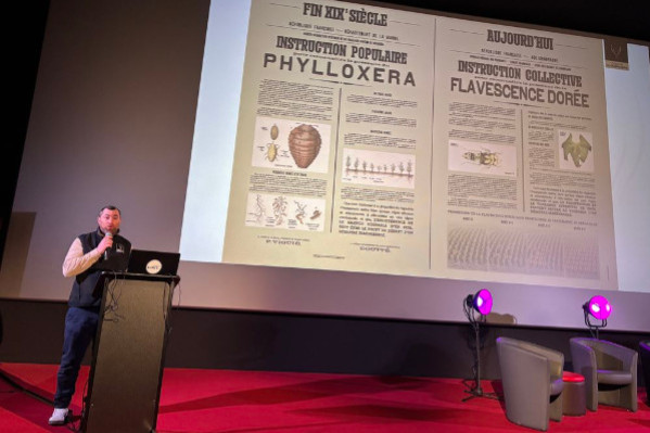 L’IA bat l’œil humain pour détecter la flavescence dorée sur feuilles de vigne